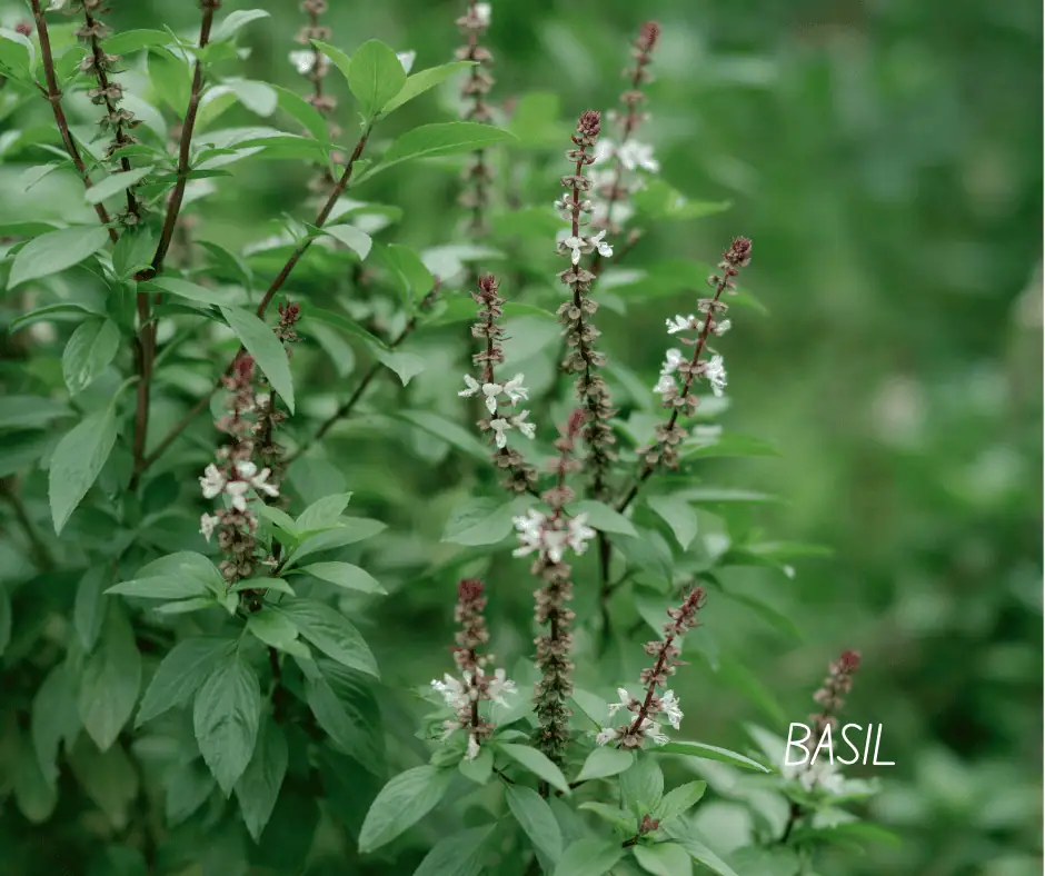 a close up of a basil plant in bloom