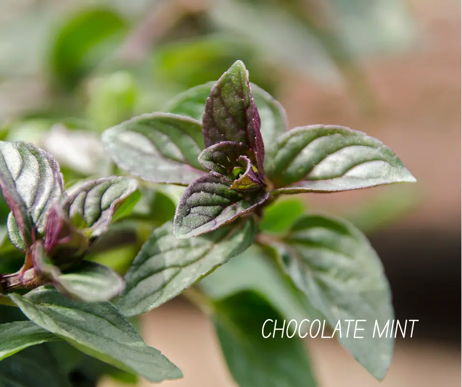 a close up of chocolate mint plant