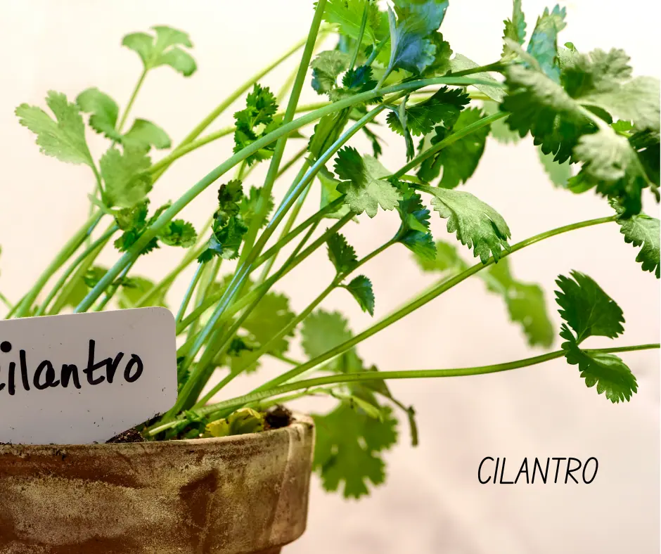 a close up of tall and leggy cilantro plant growing in a pot
