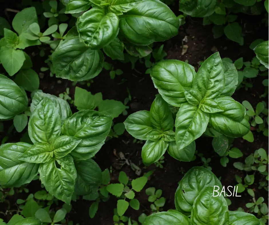 holy basil growing in a raised bed