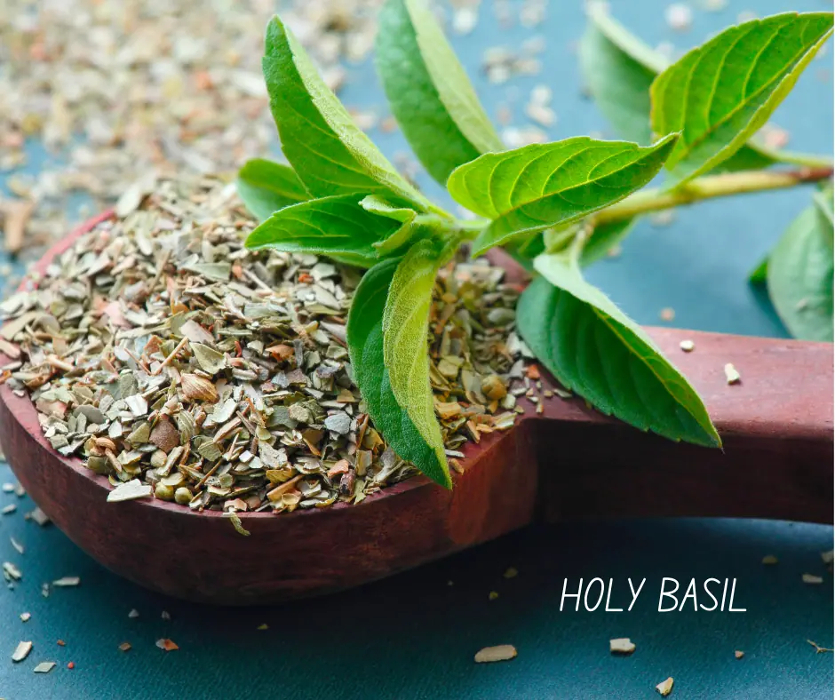fresh holy basil clippings and dried basil in a bowl