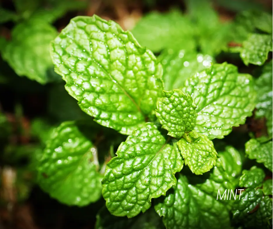 a close up of a mint plant
