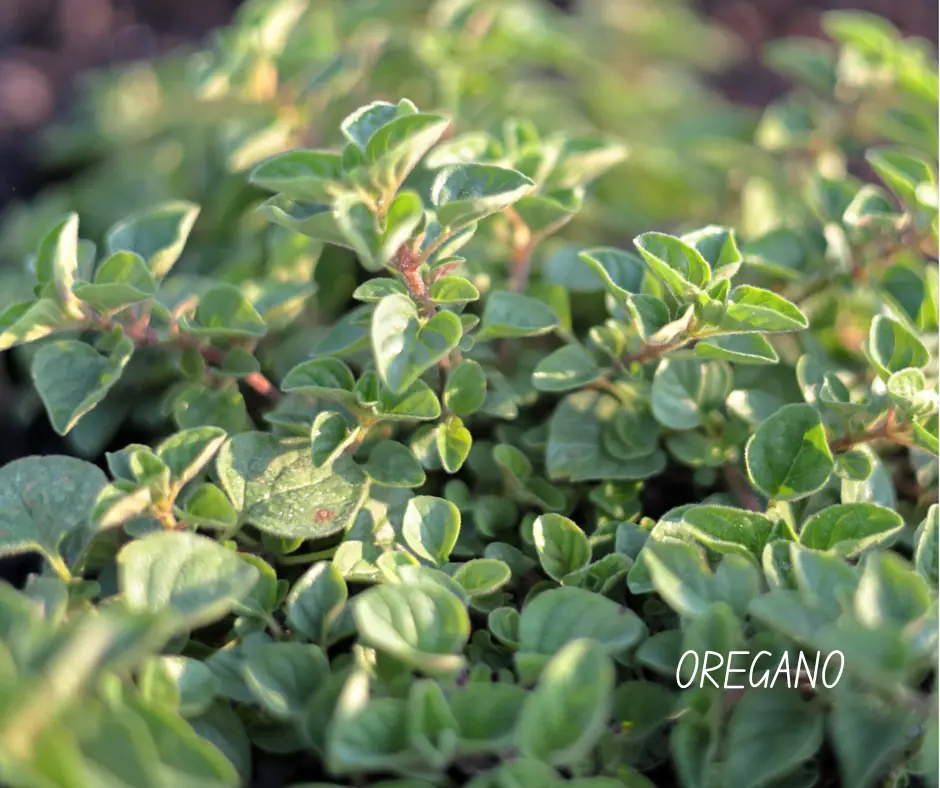 an oregano plant growing in a raised bed