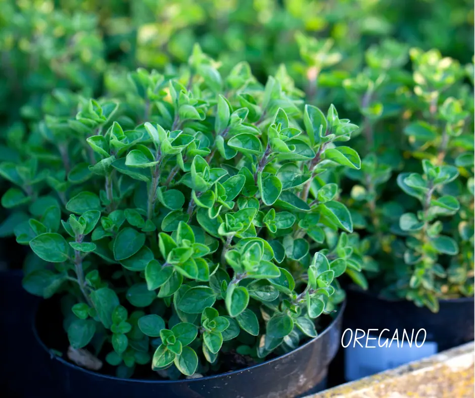 a potted oregano plant