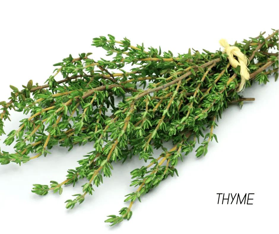 fresh thyme clippings tied in twine