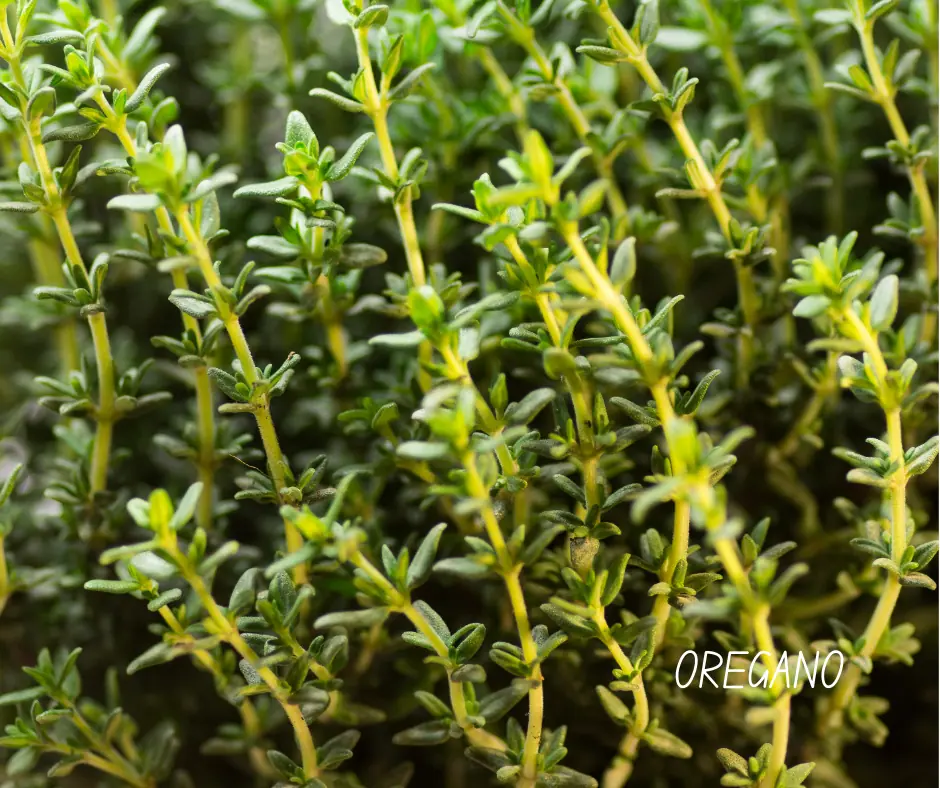 a thyme plant with green leaves and yellow stems