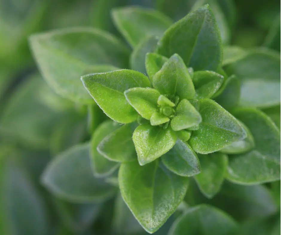an overhead of globe basil