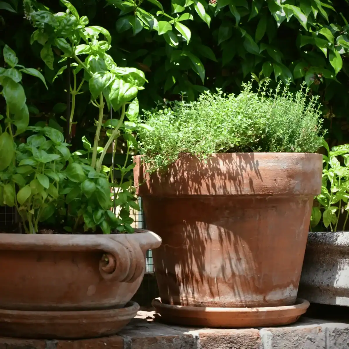 how to start a container garden with basil and thyme
