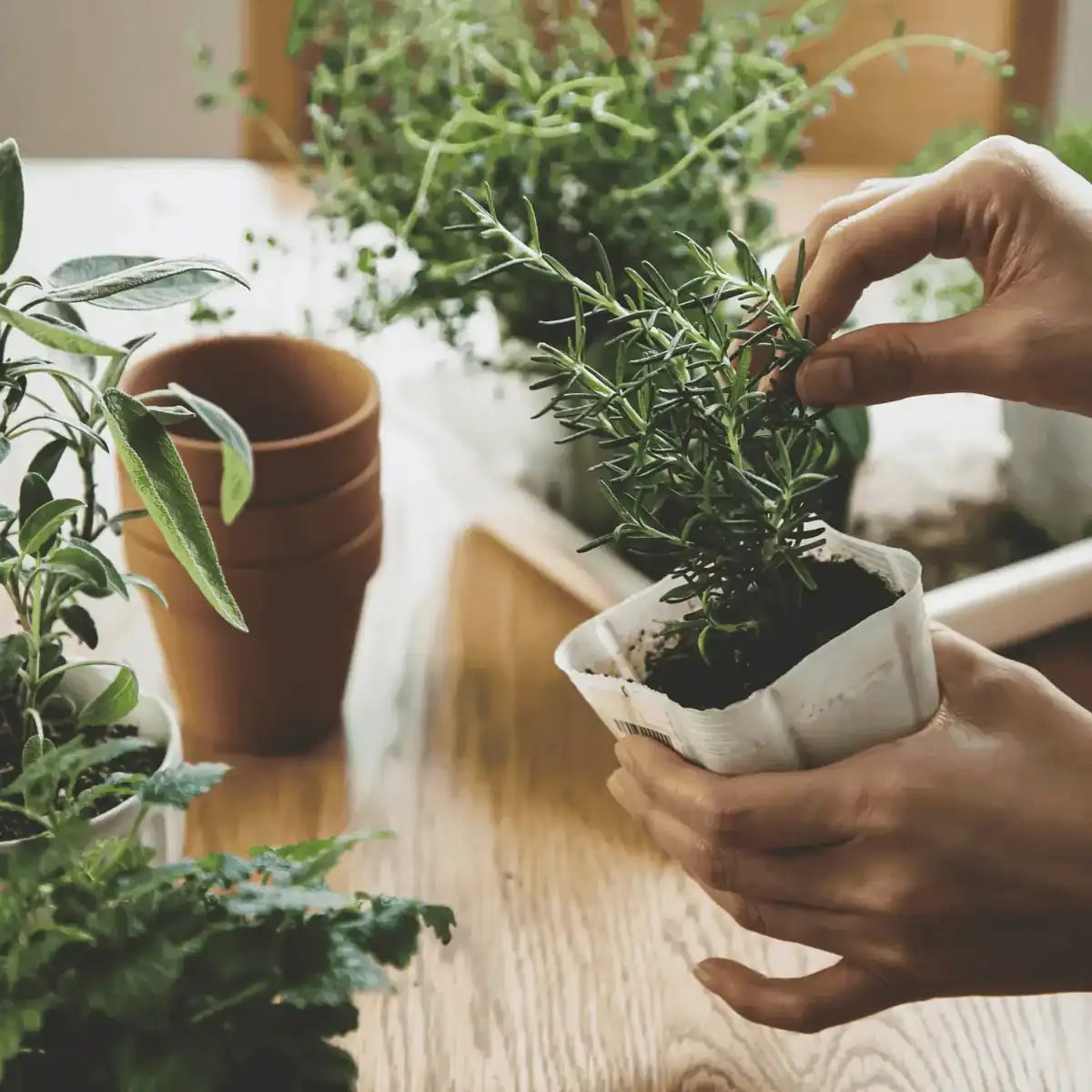 herbs in small containers