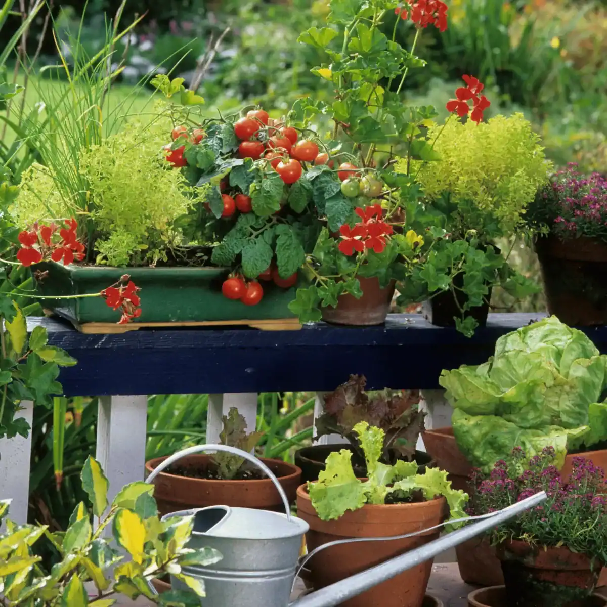 lots of pots growing on a balcony
