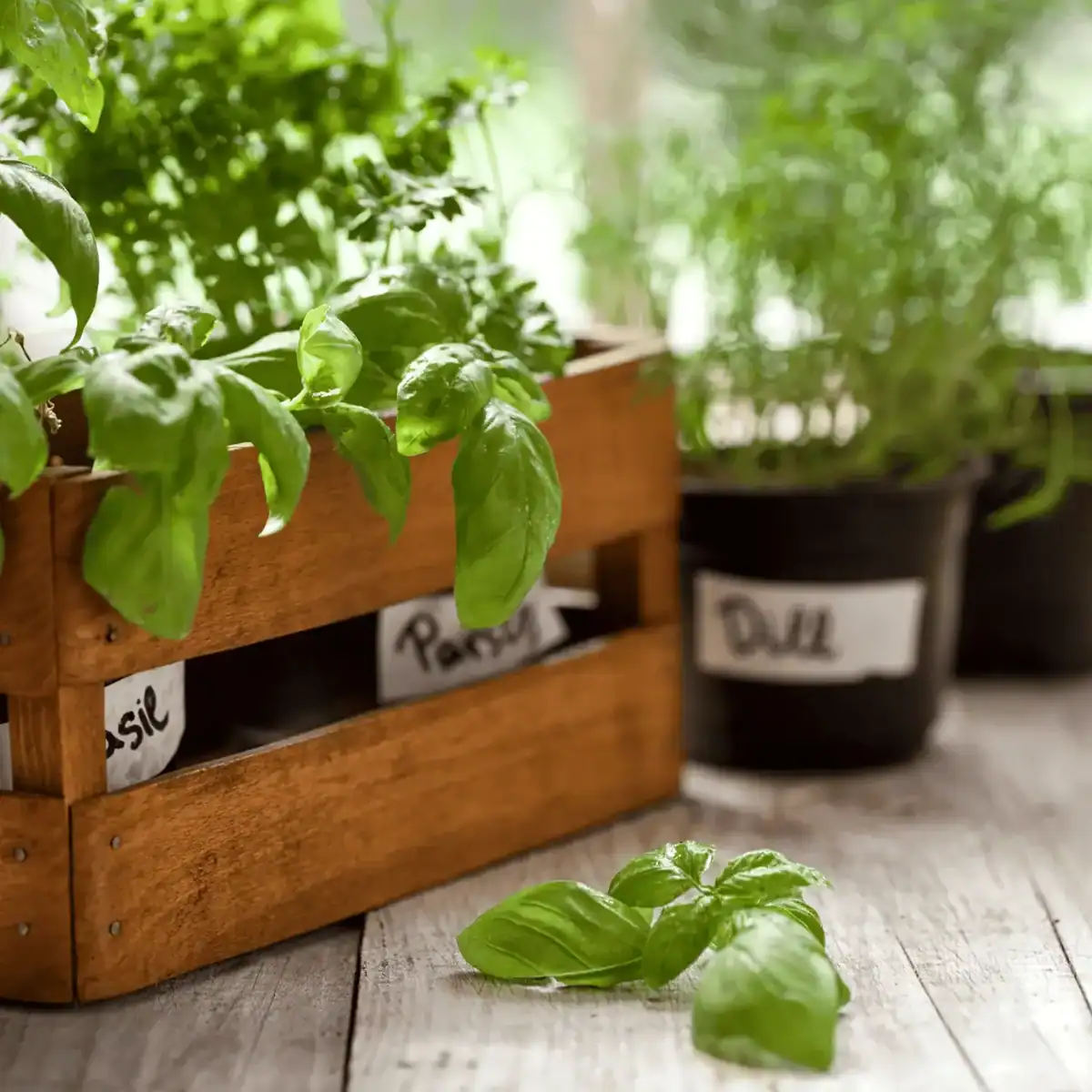 basil growing in a wooden 2 tier box
