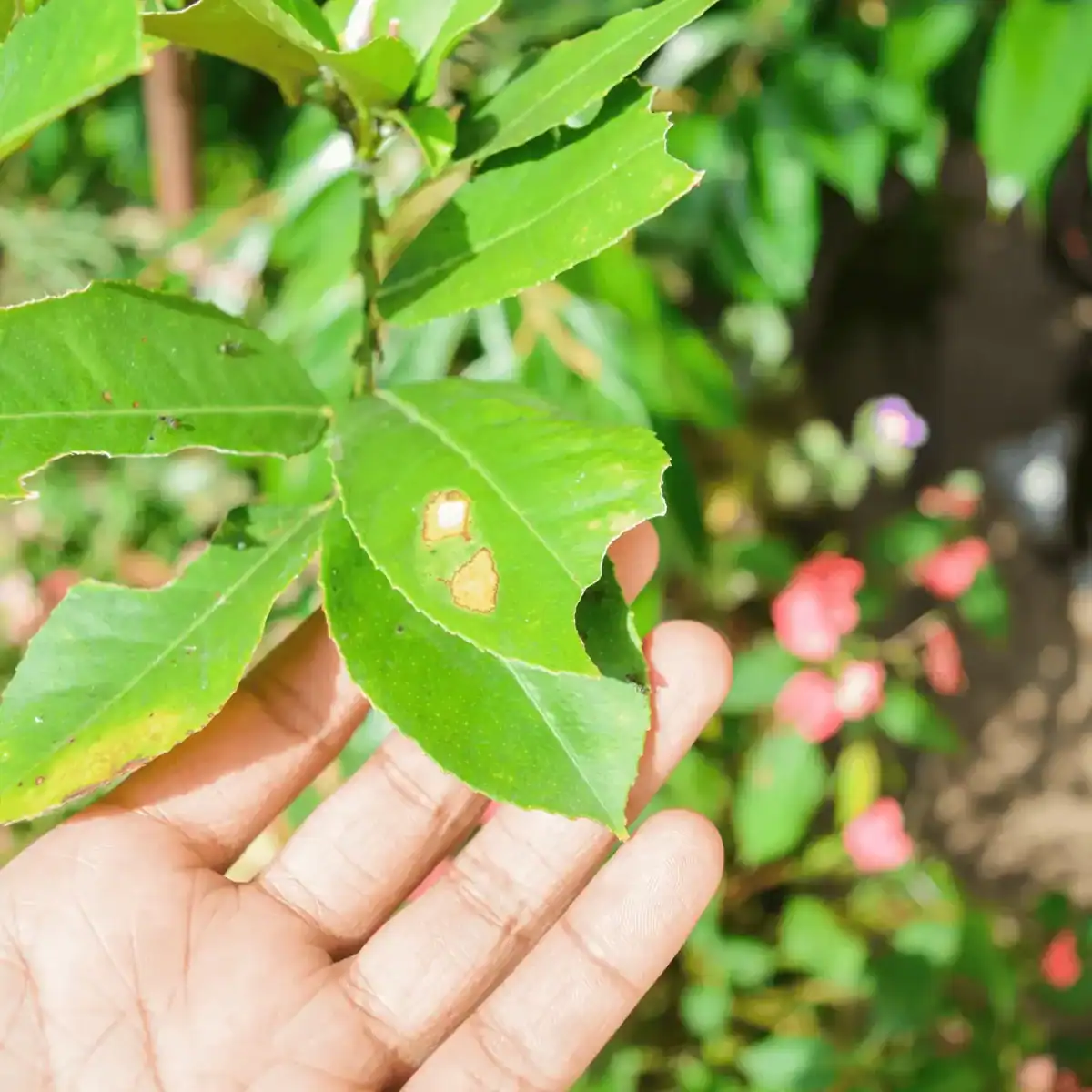 pest damage on a plant