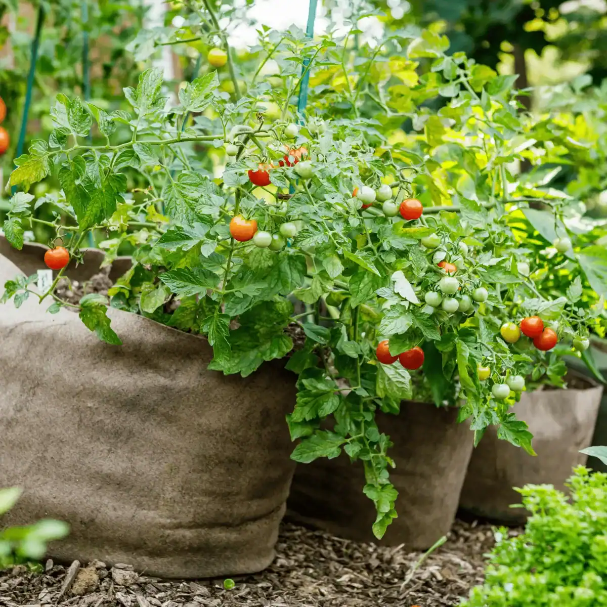 ripe tomatoes in grow bags