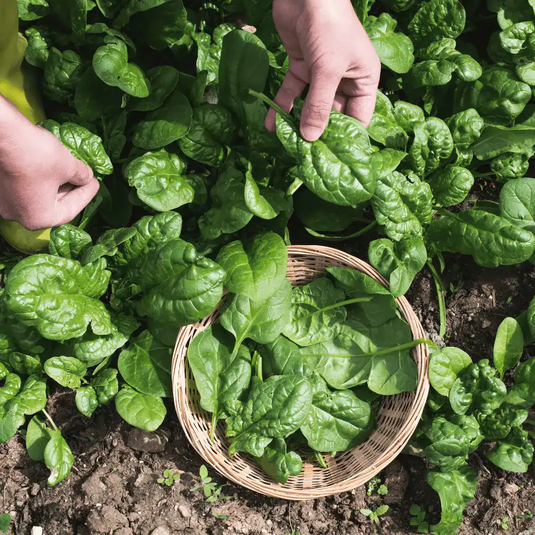 Why grow a garden for food production - fresh harvest from the kitchen garden Harvesting spinach