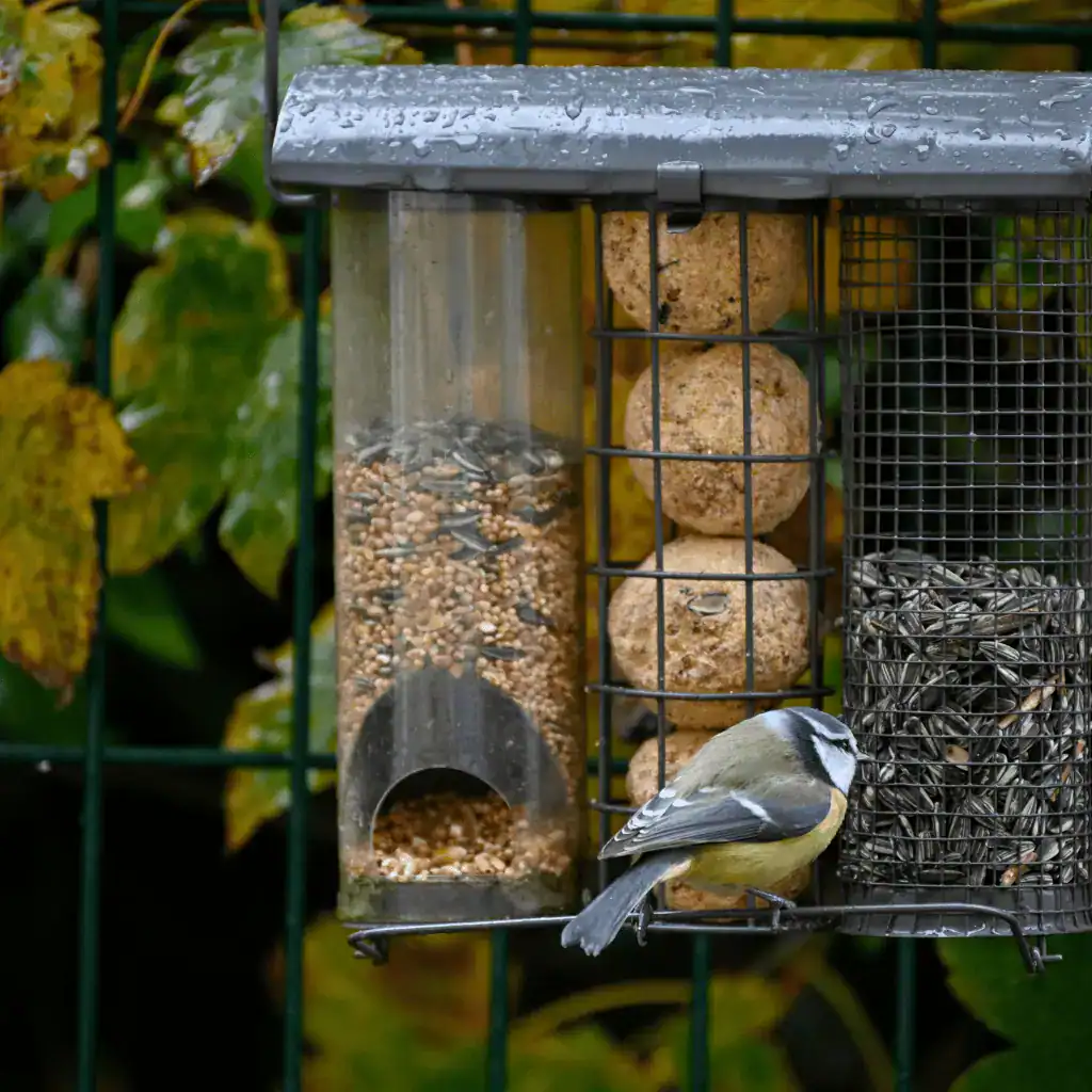 bird sitting on a beautiful bird feeder