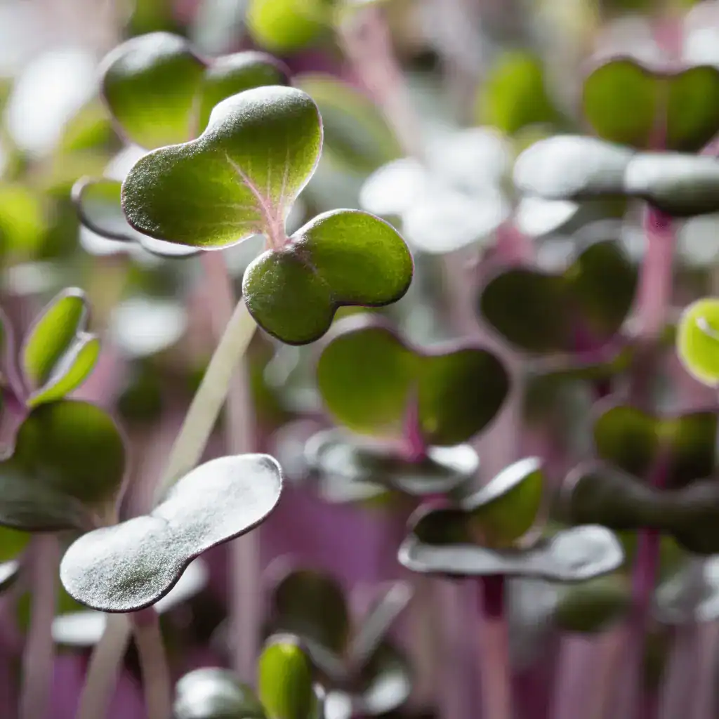 closeup of purpole and green microgreens