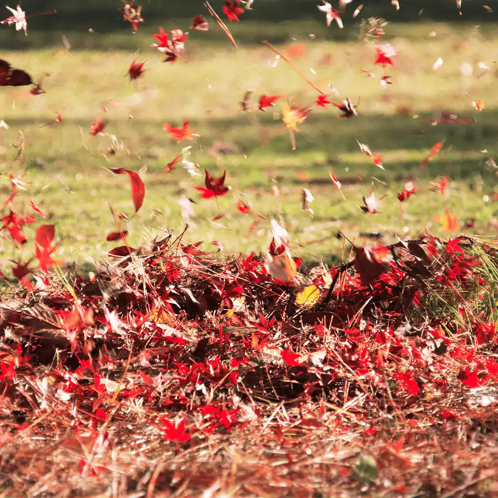 Colorful leaves blowing around yard in fall
