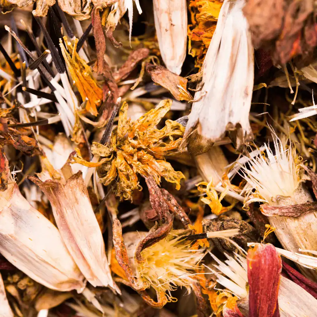 colorful, dried marigold seed heads and seeds