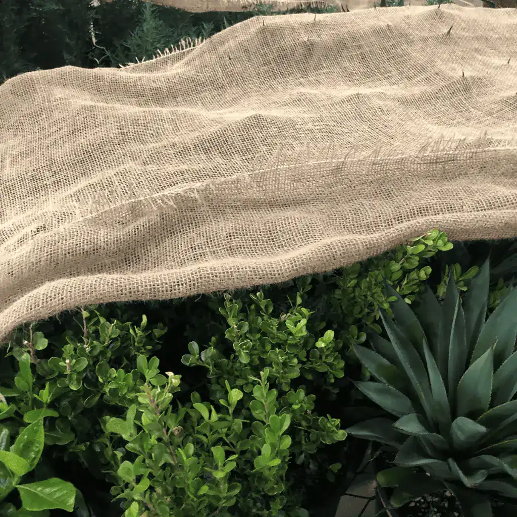 frost sensitive plants covered in burlap for protection