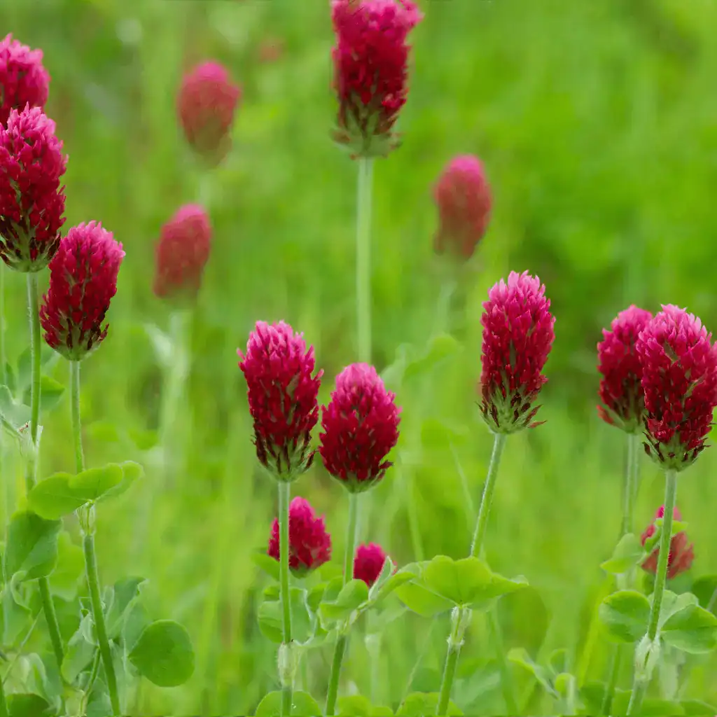 red clover as a cover crop