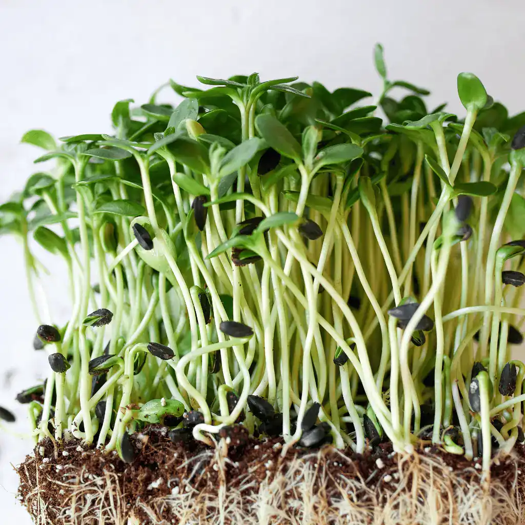 microgreens with the seed coat attached