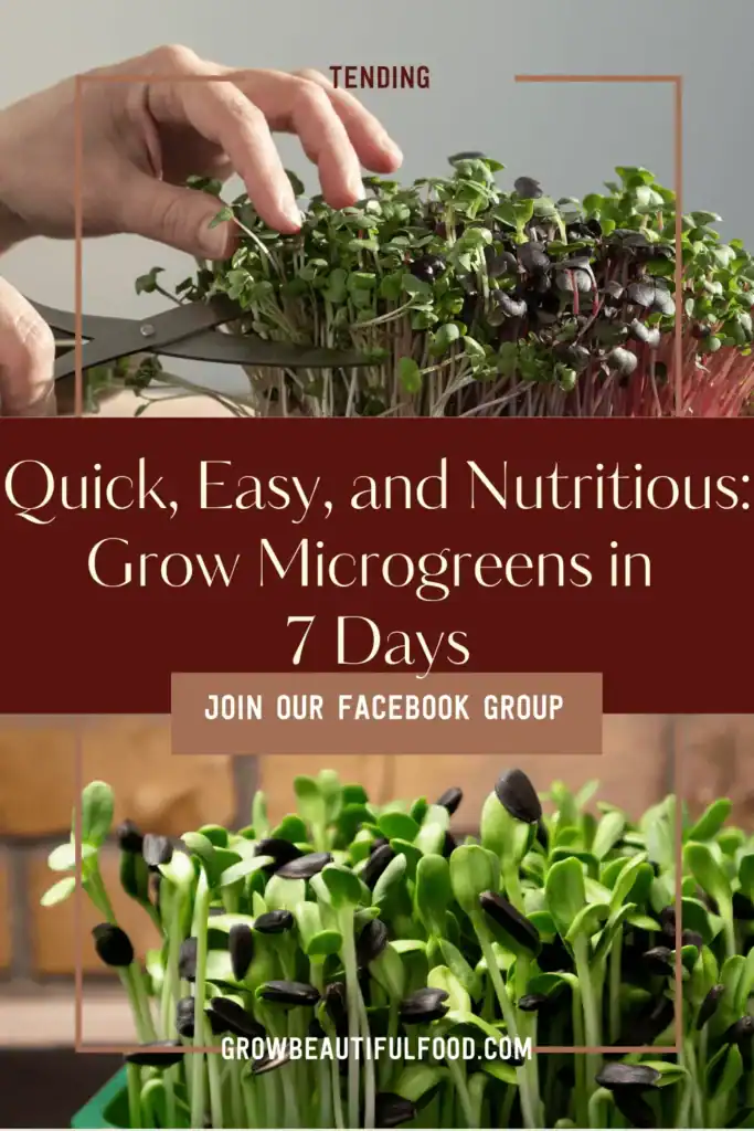 Snipping microgreens. Overlay: Quick easy and nutritious. Grow microgreens in 7 days