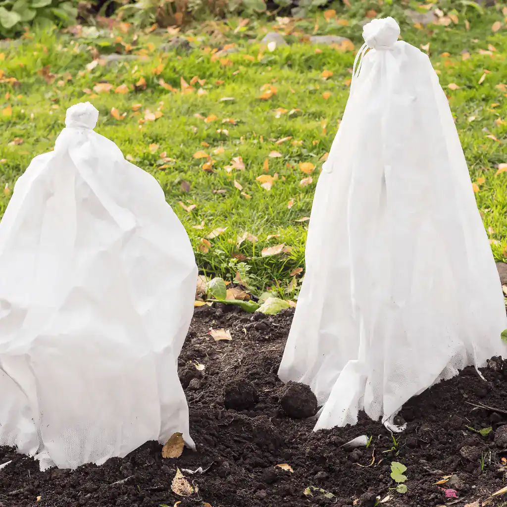 two plants covered in white frost cloth