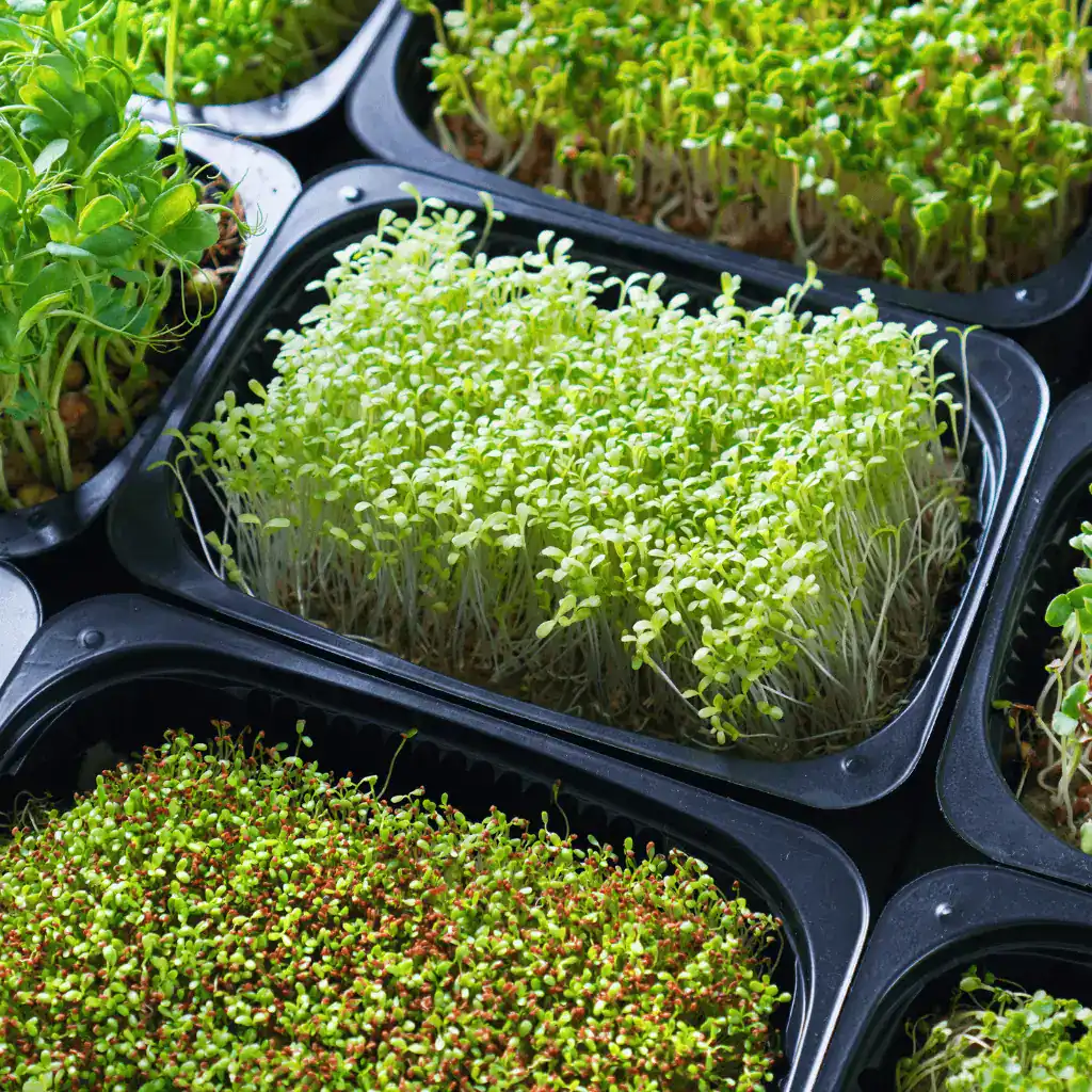 trays of varieties of microgreens