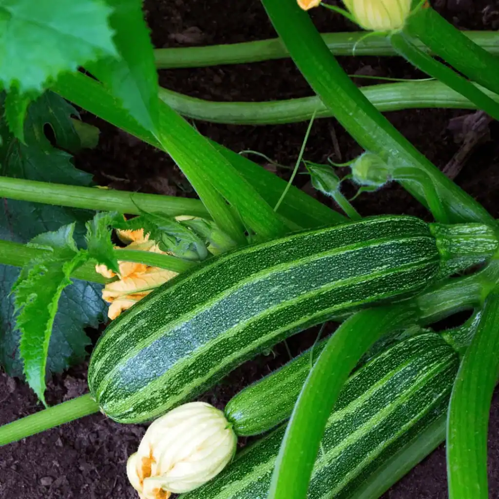 Zucchini growing in a raised bed garden with large green leaves and yellow blossoms, ready for harvest.